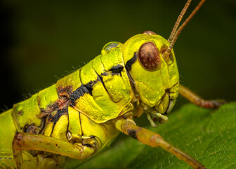 Macrophotography of a Green Mountain Grasshopper (Miramella alpina) on a green leaf. Extremely close-up and details.