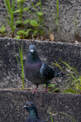 pigeon on the grass