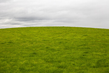 Landscape with a lot of Green Grass 