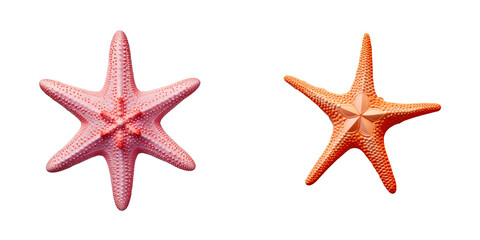 Isolated starfish on a transparent background