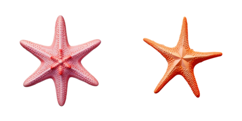 Isolated starfish on a transparent background