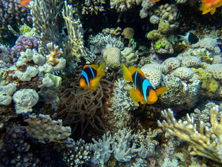 Naklejka na ściany i meble Clown fish in a coral reef in the Red Sea