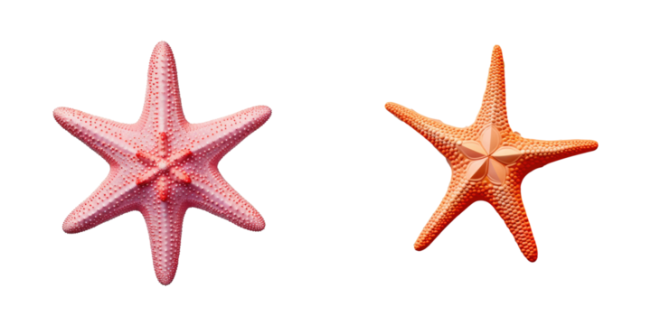 Isolated starfish on a transparent background