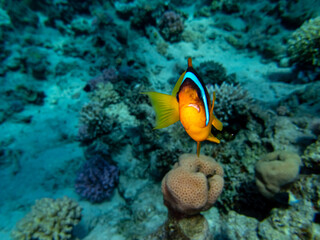 Clown fish in a coral reef in the Red Sea