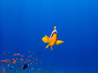 Fototapeta na wymiar Clown fish in a coral reef in the Red Sea