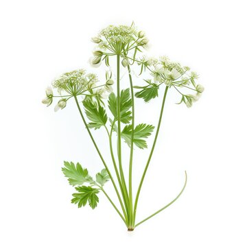 water dropwort