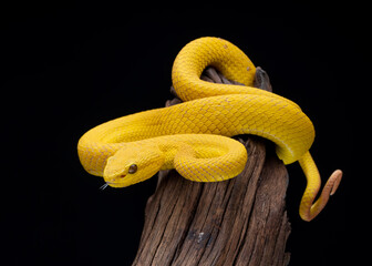 yellow snake on black