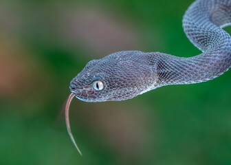 closeup of a snake