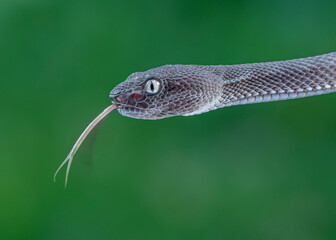 closeup of snake