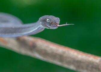 snake on a branch