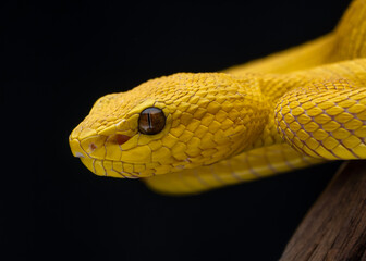close up of a snake