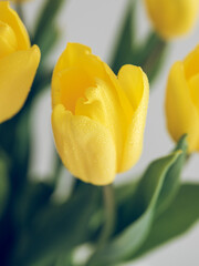 Yellow tulip flower in studio