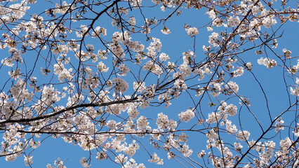 Cherry blossom at korea.