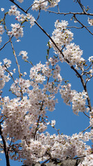 Cherry blossom at korea.