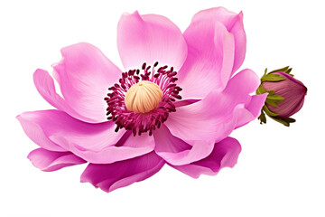 Anemone Flower Isolated on Transparent Background. Generative Ai.