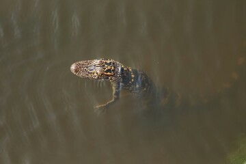 Super Cool pattern Baby Alligator Florida Wetlands 