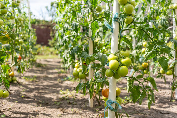 Fototapeta na wymiar Organic, homegrown tomato plants