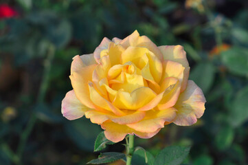 Yellow Grandiflora Rose near Pune, Maharashtra, India