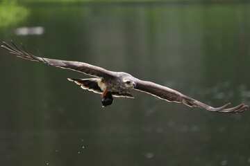Endangered Snail Kite Paynes Prairie State Park Micanopy Gainesville Florida 