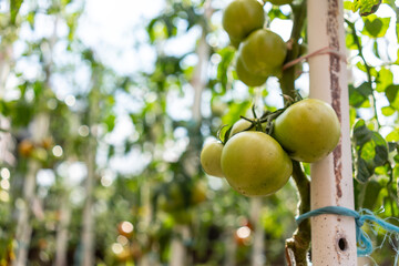 Organic, homegrown tomato plants