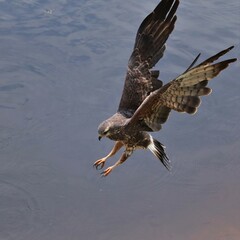 Endangered Snail Kite Paynes Prairie State Park Micanopy Gainesville Florida 