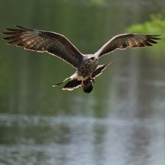 Endangered Snail Kite Paynes Prairie State Park Micanopy Gainesville Florida 