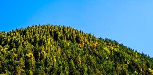 forested hilltop with fir trees and blue sky