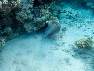 Taeniura lymma at the bottom of a coral reef in the Red Sea