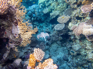 Taeniura lymma at the bottom of a coral reef in the Red Sea