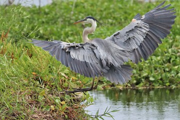 Great Blue Heron Coming in for a Perfect Landing Paynes Prairie Gainesville Micanopy Florida State park