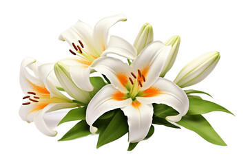 Beautiful Lily Isolated on Transparent Background. Generative Ai.