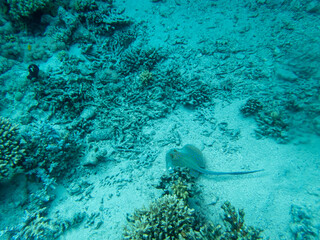 Taeniura lymma at the bottom of a coral reef in the Red Sea