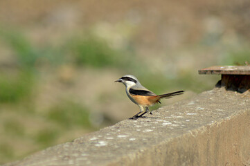 Long tail Shrike, Lanius schach eating near Pune