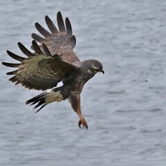 Endangered Snail Kite Talons Out Ready to Catch Paynes Prairie Micanopy Gainesvile Florida