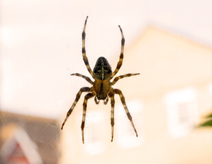 Spider on a web 
Spider World Macro Closeups