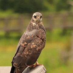 Endangered Snail Kite Watches a Bee Fly By Curious Paynes Prairie Micanopy Gainesville Florida