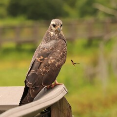 Endangered Snail Kite Watches a Bee Fly By Curious Paynes Prairie Micanopy Gainesville Florida