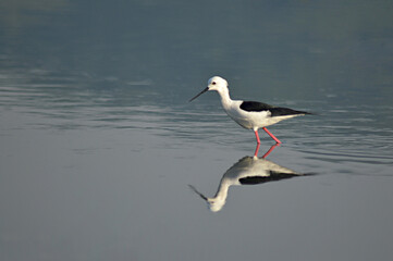 Black-winged Stilt, Himantopus himantopus. bird near Pune