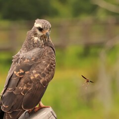 Endangered Snail Kite Watches a Bee Fly By Curious Paynes Prairie Micanopy Gainesville Florida