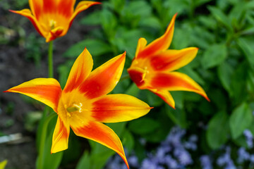 Yellow red tulips of an unusual rare variety flower buds. Spring background. Petal flora nature. Blooming bud on flowerbed garden.