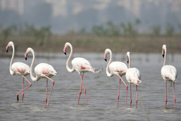 Flock of Greater Flamingos, Phoenicopterus roseus, Ujjani Dam backwaters, Bhigwan, Maharashtra, India