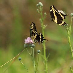 Gorgeous Swallowtail Butterflies Gathering Nectar in Florida 