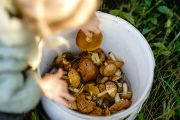 Girl collecting mushrooms in basket at forest.