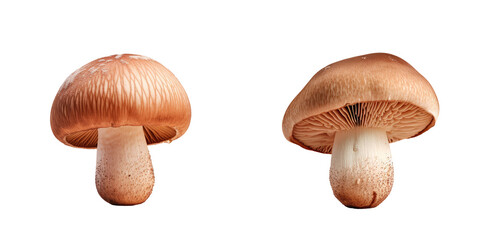 transparent background with a shiitake mushroom