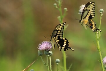 Gorgeous Swallowtail Butterflies Gathering Nectar in Florida 