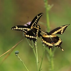 Gorgeous Swallowtail Butterflies Gathering Nectar in Florida 
