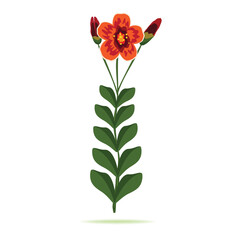 Beautiful orange flower with buds isolated on white, vector illustration
