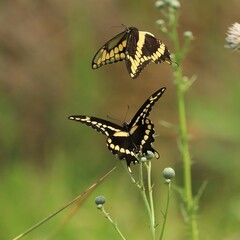 Gorgeous Swallowtail Butterflies Gathering Nectar in Florida 