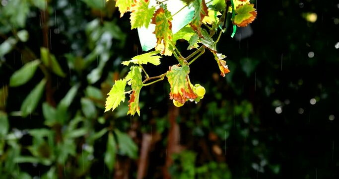 A serene garden scene filled with freshness and growth. Grape leaves in rain with green background