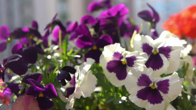 White and violet purple pansies sway in the wind. Garden background. Grow a pansy Viola flower in a pot on the balcony. Bloom spring. Suny day nature. Gardening. Plant bud blossom. Buds closeup